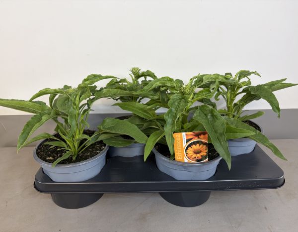 Echinacea Pumpkin pie, pot 17 cm tray 4 stuks