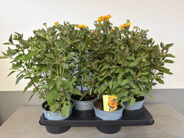 Heliopsis Sunset, pot 17cm, tray 4 stuks