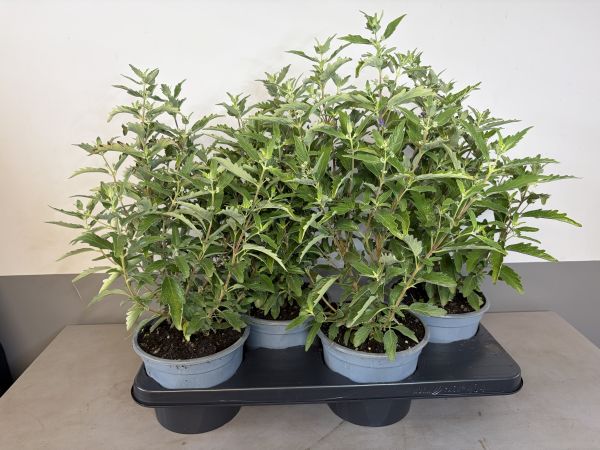 Caryopteris First blue, pot 17cm, tray 4 stuks