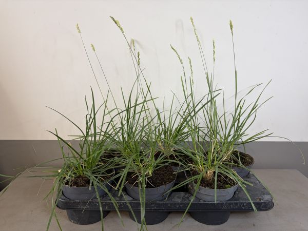 Pennisetum Alopecuroides Hameln, pot 14, per 6 stuks.