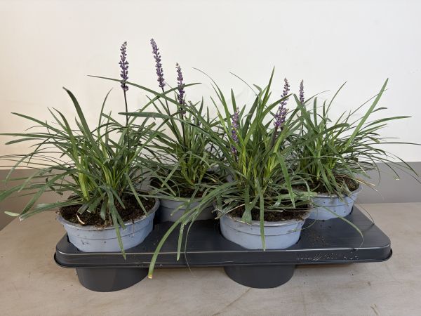Liriope Amythist, pot 17, per 4 stuks