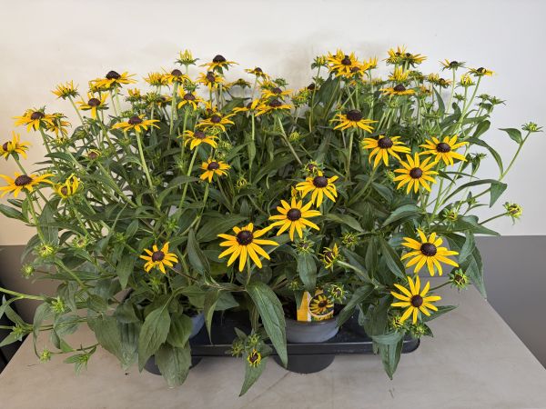 Rudbeckia Little goldstar, pot 17, per 4 stuks