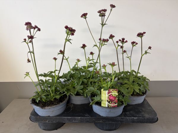 Astrantia Magical red, pot 17cm, tray 4 stuks